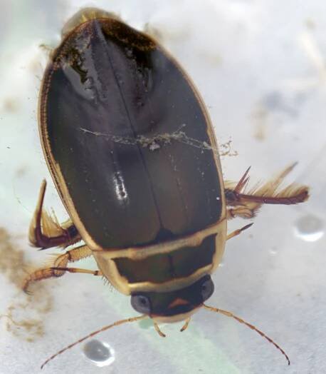 Great diving beetle - Wikidata