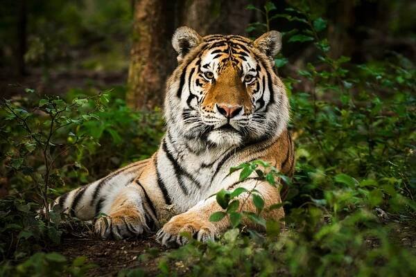 SMART Partnership helps defend endangered species - FME by Safe Software
