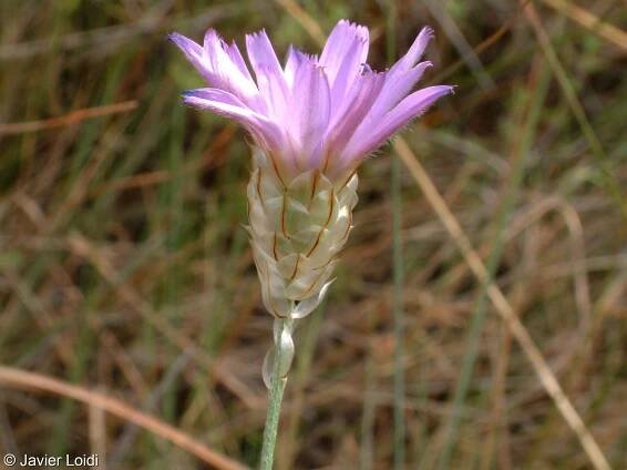 fotografie Catananche caerulea (poblekla modrá)