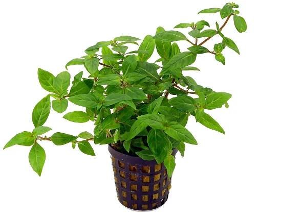 Staurogyne species 'Porto Velho'