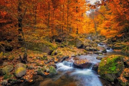 potok v mlhavém lese na podzim - nationalpark harz - autumn - stock snímky, obrázky a fotky
