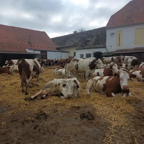 RODINNÁ FARMA & AGROPENZION HÁJENKA - to byl cíl dnešního projektového dne 12