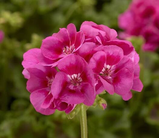 Mojo Rose Splash