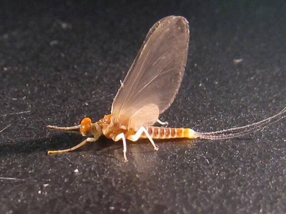Letort Ephemerella invaria male dun