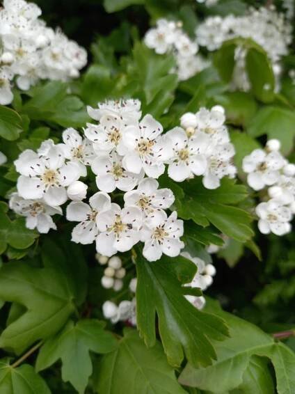 Blackthorn and Hawthorn – identification, folklore and healing energies. - The Flower Writer