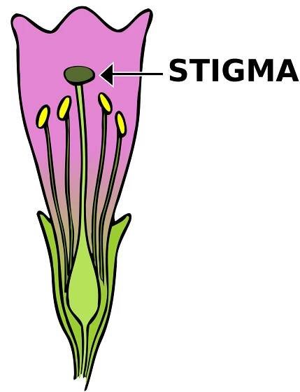 Stigma (botany)
