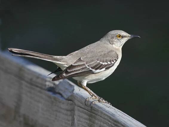 Soubor:Mockingbird, Northern SunsetBeach.jpg