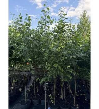 Bříza bělokorá 250 cm/5L (Betula pendula)