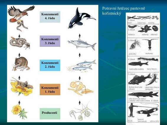 PPT - Potravní vztahy v ekosystémech PowerPoint Presentation, free download - ID:647159