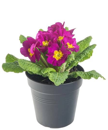Prvosenka bezlodyžná, Primula acaulis, tmavě růžová skladem