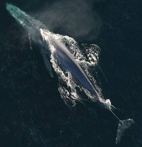 blue whale