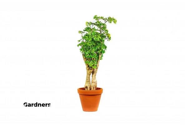 Polyscias fruticosa, průměr 12 cm  Muškátový stromek