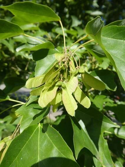 Javor Bürgerův - větévka s plody (Acer buergerianum)