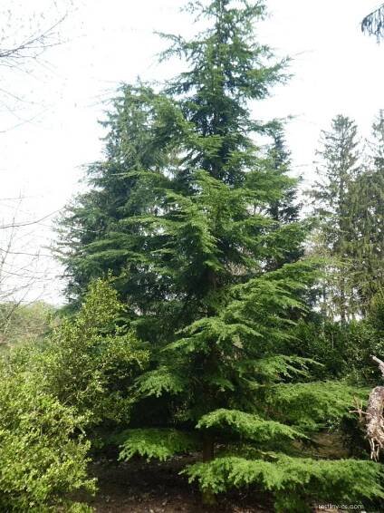 Jedlovec západoamerický (Tsuga heterophylla), rostlina