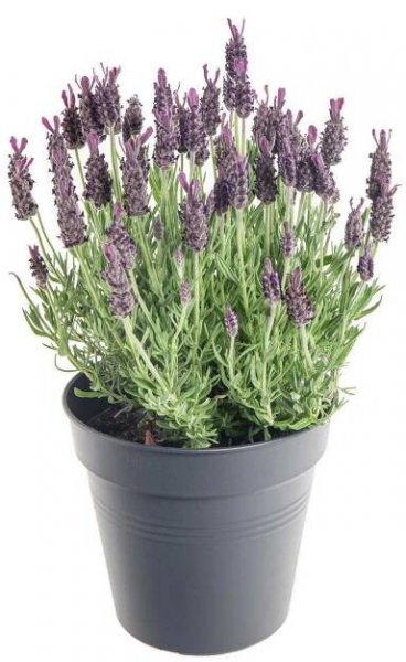 Levandule smilovitá, Lavandula stoechas, průměr květináče 18 cm