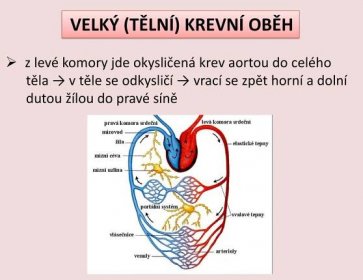 z levé komory jde okysličená krev aortou do celého. těla → v těle se odkysličí → vrací se zpět horní a dolní. dutou žílou do pravé síně.