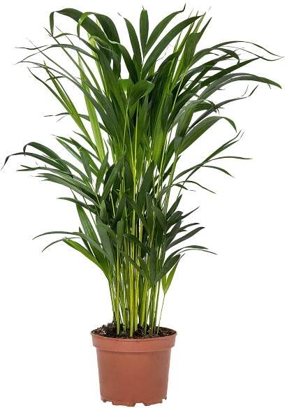 Areca Dypsis Lutescens