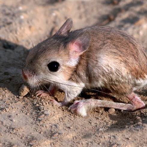 Mammals in Iran - Simba Nature Protection and Education Foundation
