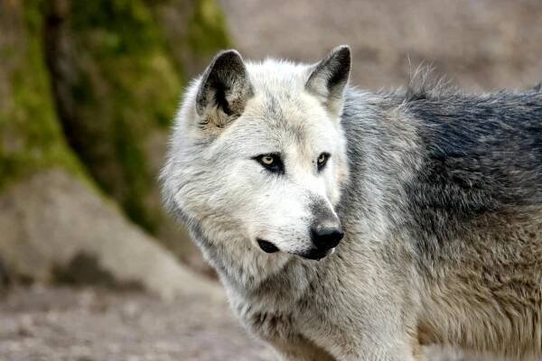 bezplatná Základová fotografie zdarma na téma arktický vlk, canid, canis lupus Základová fotografie