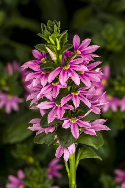36774-70050923-WhirlwindPink_L