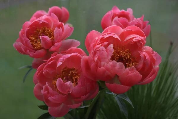 Flora