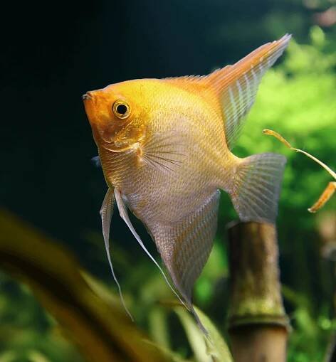 Gold Skalar - Pterophyllum scalare