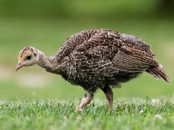 Juvenile - ML304512811