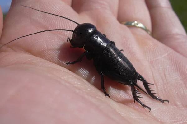 Súbor:Gryllus campestris 4.jpg – Wikipédia