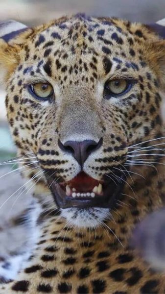 Spotting the Sri Lankan Leopard: 7 best national parks to spot the elusive big cat