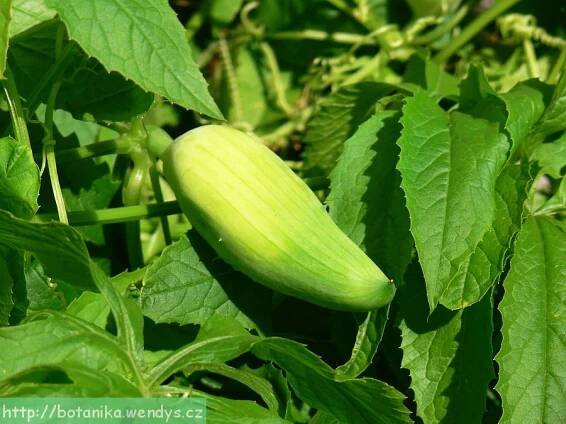 Herbář Wendys - Cyclanthera pedata - Ačokča