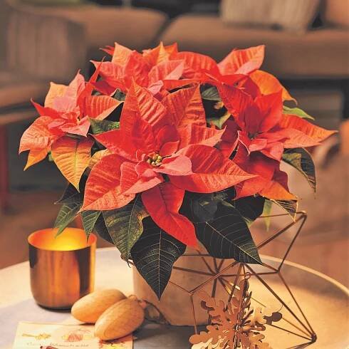Vánoční hvězda neboli poinsettie (Euphorbia pulcherrima)