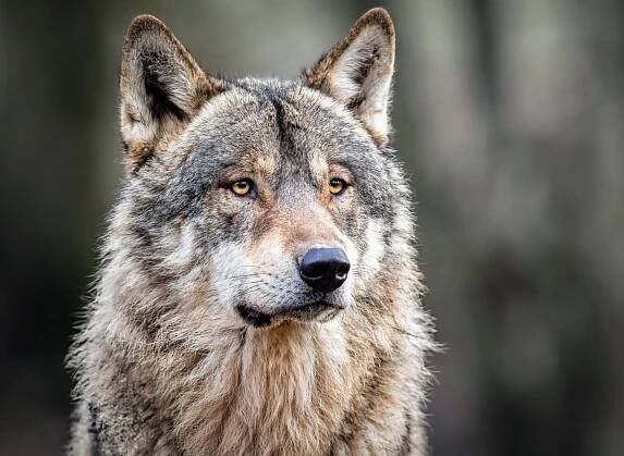 Reintroducing wolves could help Scotland fight climate change