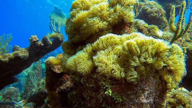 Scuba Diving in the Bay Islands: Utila and Roatán | The Spunky Curl