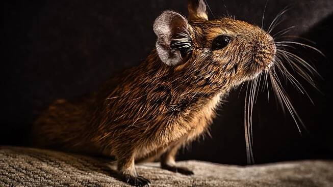 Osmák degu vás zabaví lépe než křeček, potřebuje k sobě ale kamaráda | MŮJCHLUPÁČ.cz