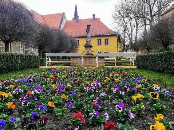 FOTO: Macešky, kam se podíváte. Klášterní zahrada je oázou krásy