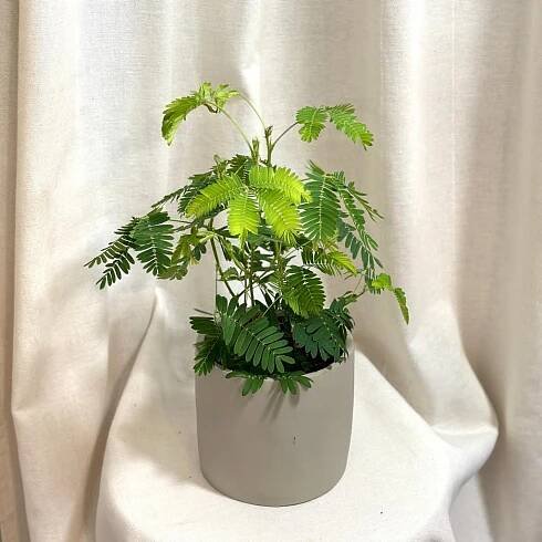 Citlivka / Mimosa pudica velká