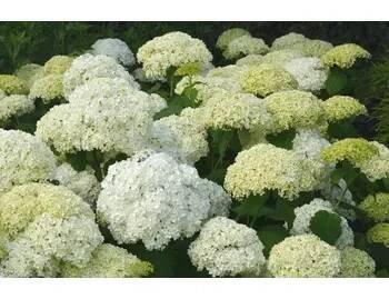 Hortenzie stromečkovitá 'Annabelle' - Hydrangea arborescens 'Annabelle' Kontejner o objemu 2 litry