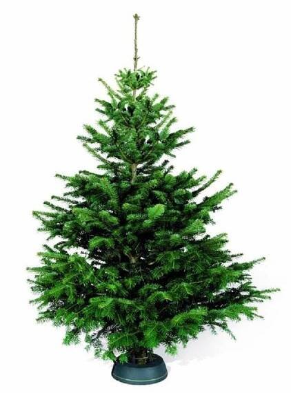 Řezaný živý vánoční stromeček Prémiová Jedle Nordmann výška 150-200 cm nakoupit u OBI