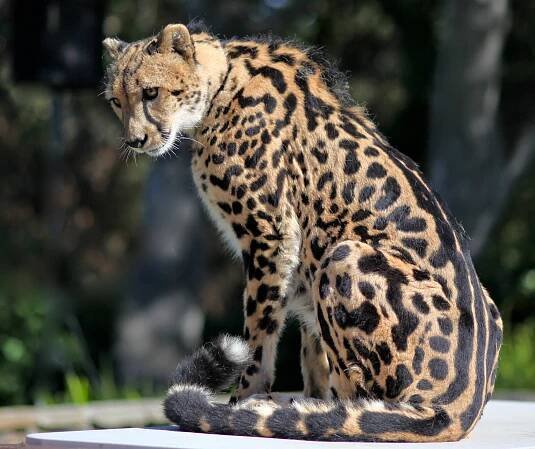 King cheetah