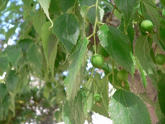 Celtis australis - břestovec jižní