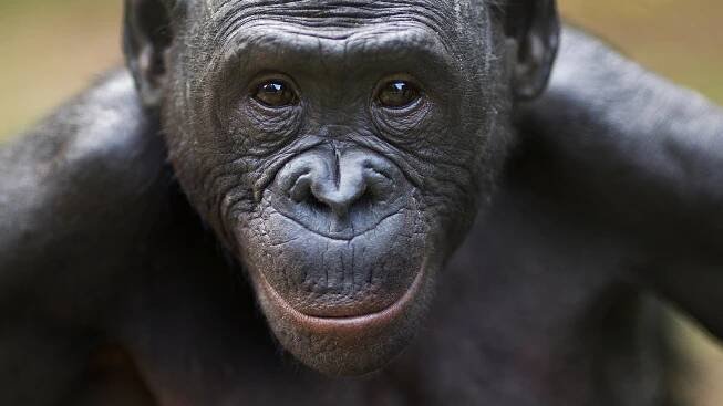 Bonobos Can Tell When a Human Doesn’t Know Something