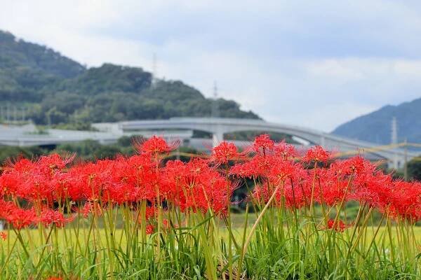 旬のイベント・花