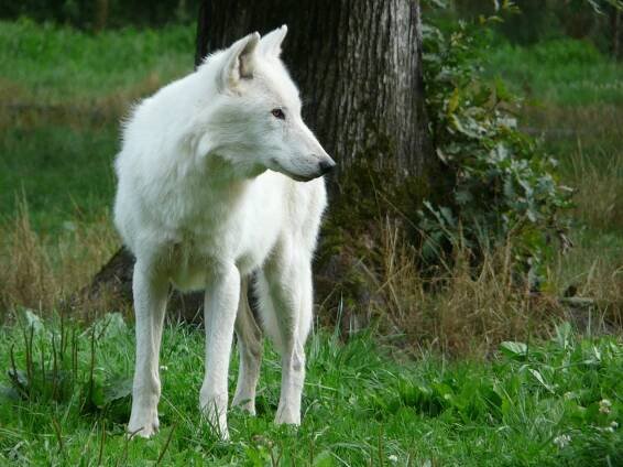 Útěk vlka arktického z brněnské zoo trval jen chvíli, lapili ho a pošlou do Číny