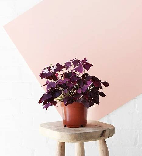 oxalis triangularis