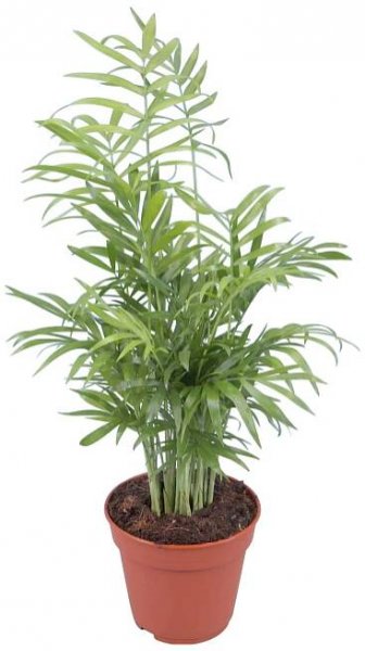GROW by OBI Chamaedorea sličná průměr květináče cca 12 cm
