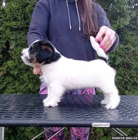 Jack Russell teriér - pejsek na prodej 