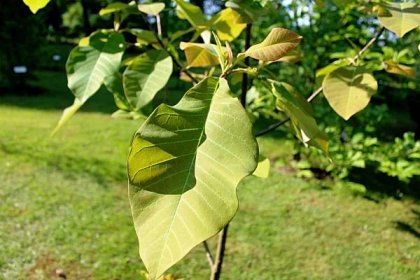 Šácholan obvejčitý - jarní listy (Magnolia obovata)