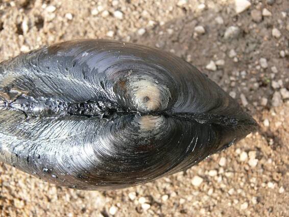Obrázek - Anodonta cygnea (škeble rybničná) | BioLib.cz