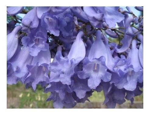 Žakaranda mimózolistá (Jacaranda mimosifolia) semena jakarandy - 10 ks - SEMENIŠTĚ