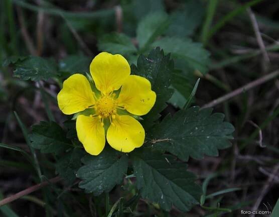Mochna plazivá (Potentilla reptans), květy, květenství